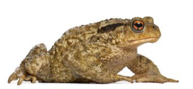ortak kurbağa, beyaz arka plan önünde bufo bufo