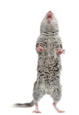 Garden Dormouse, Eliomys Quercinus, standing up in front of white background clipart