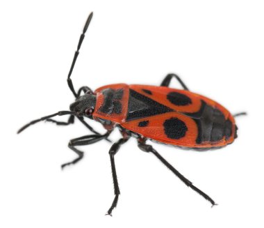 Firebug'ı, beyaz arka plan önünde pyrrhocoris apterus