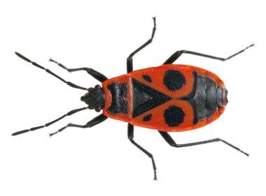 Firebug'ı, beyaz arka plan önünde pyrrhocoris apterus