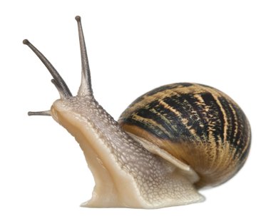 Garden Snail in front of white background clipart