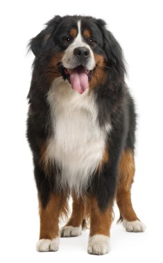 Bernese dağ köpeği (3 yaşında)