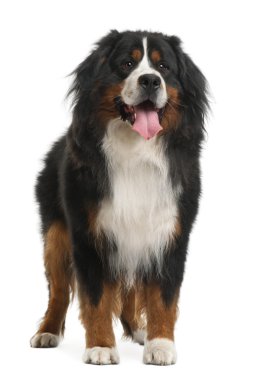 Bernese dağ köpeği (3 yaşında)