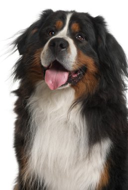 Bernese dağ köpeği (3 yaşında)