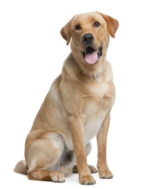 Labrador retriever, 12 months old, sitting in front of white background clipart