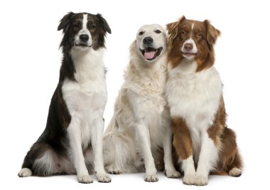 Beyaz arka plan önünde üç karışık-breed köpek grubu