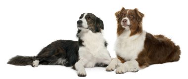 karışık-breed köpek beyaz arka plan önünde çifti