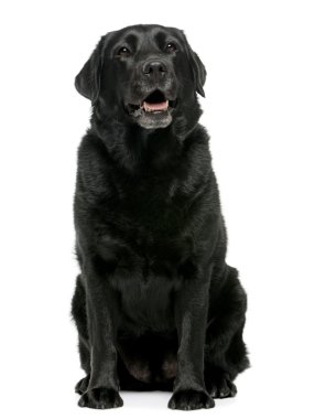 Siyah labrador retriever 4 yıl yaşlı, beyaz arka plan oturan