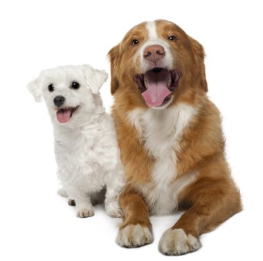 Nova scotia duck-tolling retriever, 6 years old, sitting in front of white background and Maltese 5 years old, sitting in front of white background