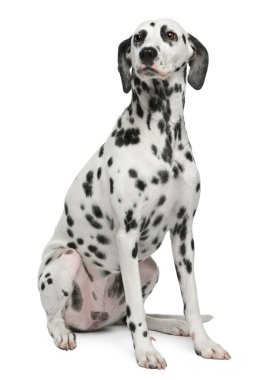 Dalmatian, 2 years old, sitting in front of white background clipart