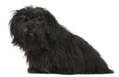 havanese, 11 ay yaşlı, önünde oturan arka plan beyaz.