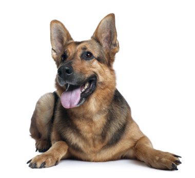 German shepherd dog, 10 years old, lying in front of white background