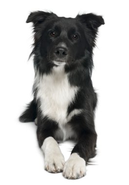 Border collie, 8 months old, lying in front of white background clipart