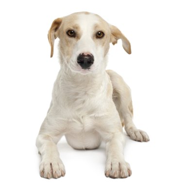 Ibizan hound, 12 months old, lying in front of white background clipart
