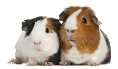 Guinea pigs, 3 years old, lying in front of white background clipart