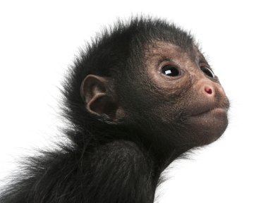 Red-faced Spider Monkey, Ateles paniscus, 3 months old, hanging on rope in front of white background clipart