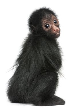 Red-faced Spider Monkey, Ateles paniscus, 3 months old, hanging on rope in front of white background clipart