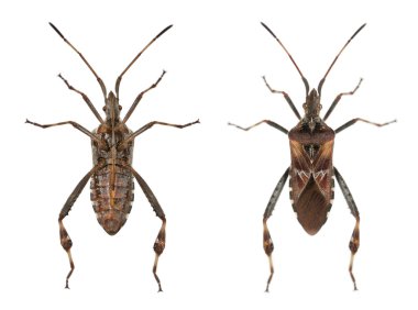 Batı kozalak tohumu böceği, Leptoglossus occidentalis, beyaz arkaplan önünde