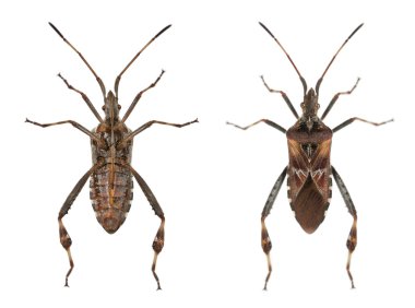Western conifer seed bug, Leptoglossus occidentalis, in front of white background clipart