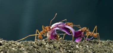yaprak-kesici karınca, yaprak beyaz arka plan önünde taşıyan acromyrmex octospinosus
