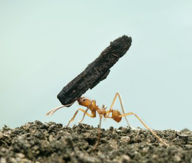 Leaf-cutter ant, Acromyrmex octospinosus, carrying bark in front clipart