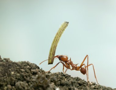 yaprak-kesici karınca, acromyrmex octospinosus, bitki fron içinde taşıma