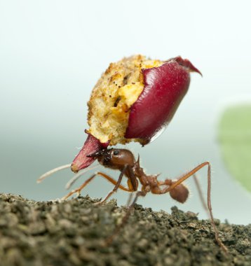 Leaf-cutter ant, Acromyrmex octospinosus, carrying eaten apple clipart