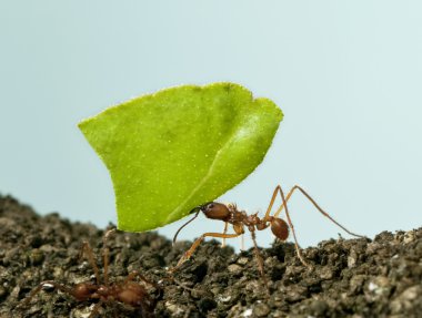 yaprak-kesici karınca, yaprak önünde taşıyan acromyrmex octospinosus