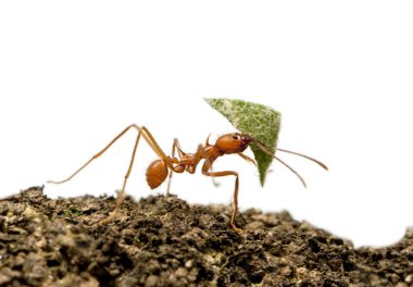 yaprak-kesici karınca, yaprak önünde taşıyan acromyrmex octospinosus
