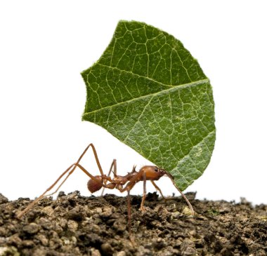 Leaf-cutter ant, Acromyrmex octospinosus, carrying leaf in front clipart