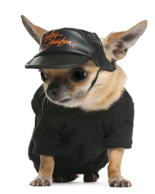 Chihuahua wearing hat, 3 years old, dressed up and sitting in front of white background clipart