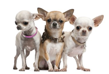 Chihuahuas, 2 years old, standing in front of white background clipart