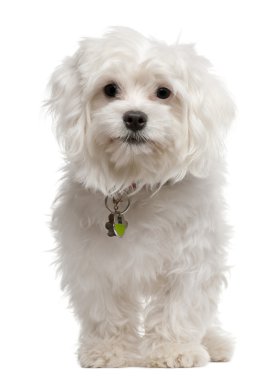 Maltese, 7 months old, sitting in front of white background clipart