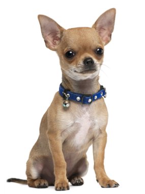 Chihuahua puppy, 6 months old, sitting in front of white background clipart