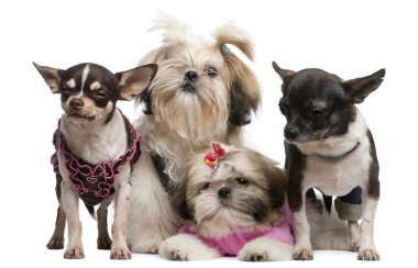 Shih Tzu's, 7 months old, 3 months old, and Chihuahuas, 4 years old, 1 year old, dressed up and sitting in front of white background clipart