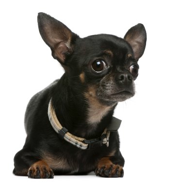 Chihuahua, 2 yıl yaşlı, önünde yalan arka plan beyaz.