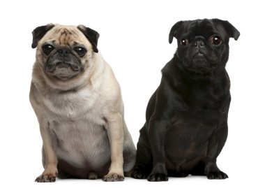 Pug, 5 years old, Pug, 4 years old, sitting in front of white background clipart