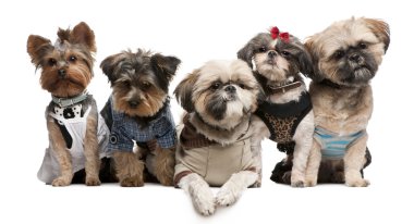 Shih Tzu's, 3 years old, 2 years old, 8 months old, and Yorkshire Terriers, 2 years old and 6 months old, dressed up and sitting in front of white background clipart