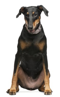 doberman pinscher, 8 yıl yaşlı, beyaz arka plan oturan