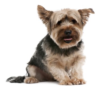 Yorkshire terrier, 2 yıl yaşlı, beyaz arka plan oturan