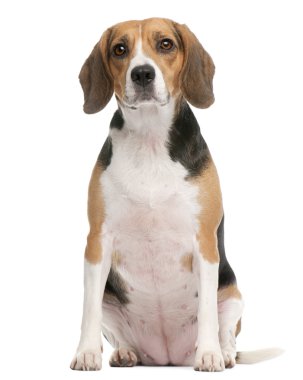 Beagle, 2 years old, sitting in front of white background clipart