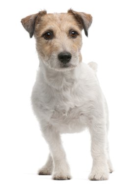 Jack Russell Terrier, 4 years old, standing in front of white background clipart