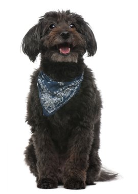 Cross breed dog wearing handkerchief, 10 years old, sitting in front of white background clipart