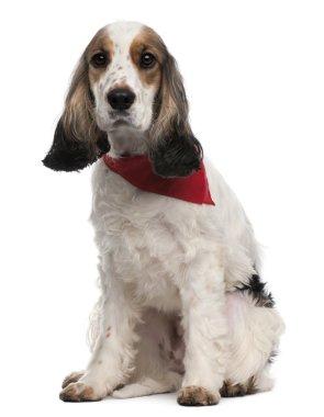 English Cocker Spaniel wearing handkerchief, 2 years old, sitting in front of white background clipart