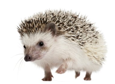 Four-toed Hedgehog, Atelerix albiventris, 2 years old, balled up in front of white background clipart
