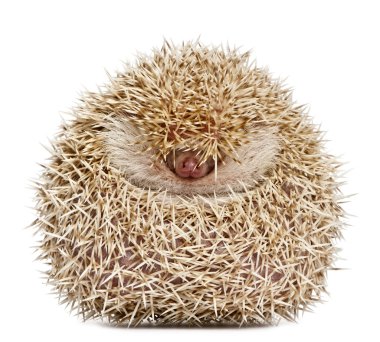 Four-toed Hedgehog, Atelerix albiventris, 2 years old, balled up in front of white background clipart