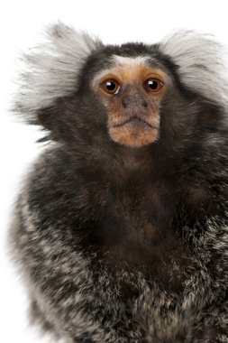 ortak marmoset, callithrix jacchus, 2 yıl yaşlı, beyaz arka plan