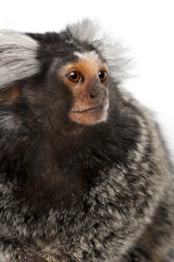 ortak marmoset, callithrix jacchus, 2 yıl yaşlı, beyaz arka plan