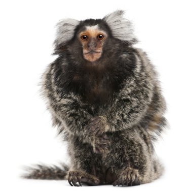 ortak marmoset, callithrix jacchus, 2 yıl yaşlı, beyaz arka plan