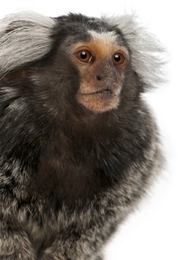 ortak marmoset, callithrix jacchus, 2 yıl yaşlı, beyaz arka plan